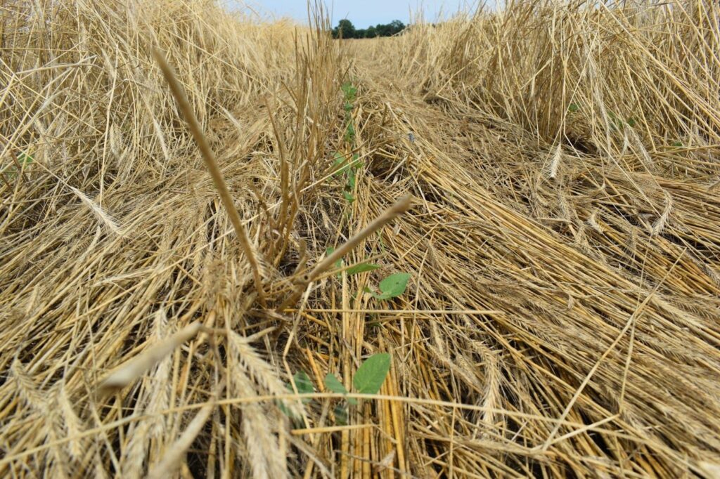 Thick mat of cereal rye residue suppressing weed emergence