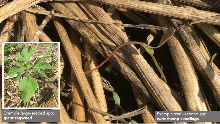 Comparison of weed suppression in large vs small seeds