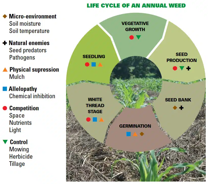 Cover crops target all stages of the annual weed life cycle
